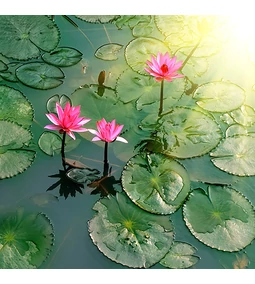 Halak és növények a tóban